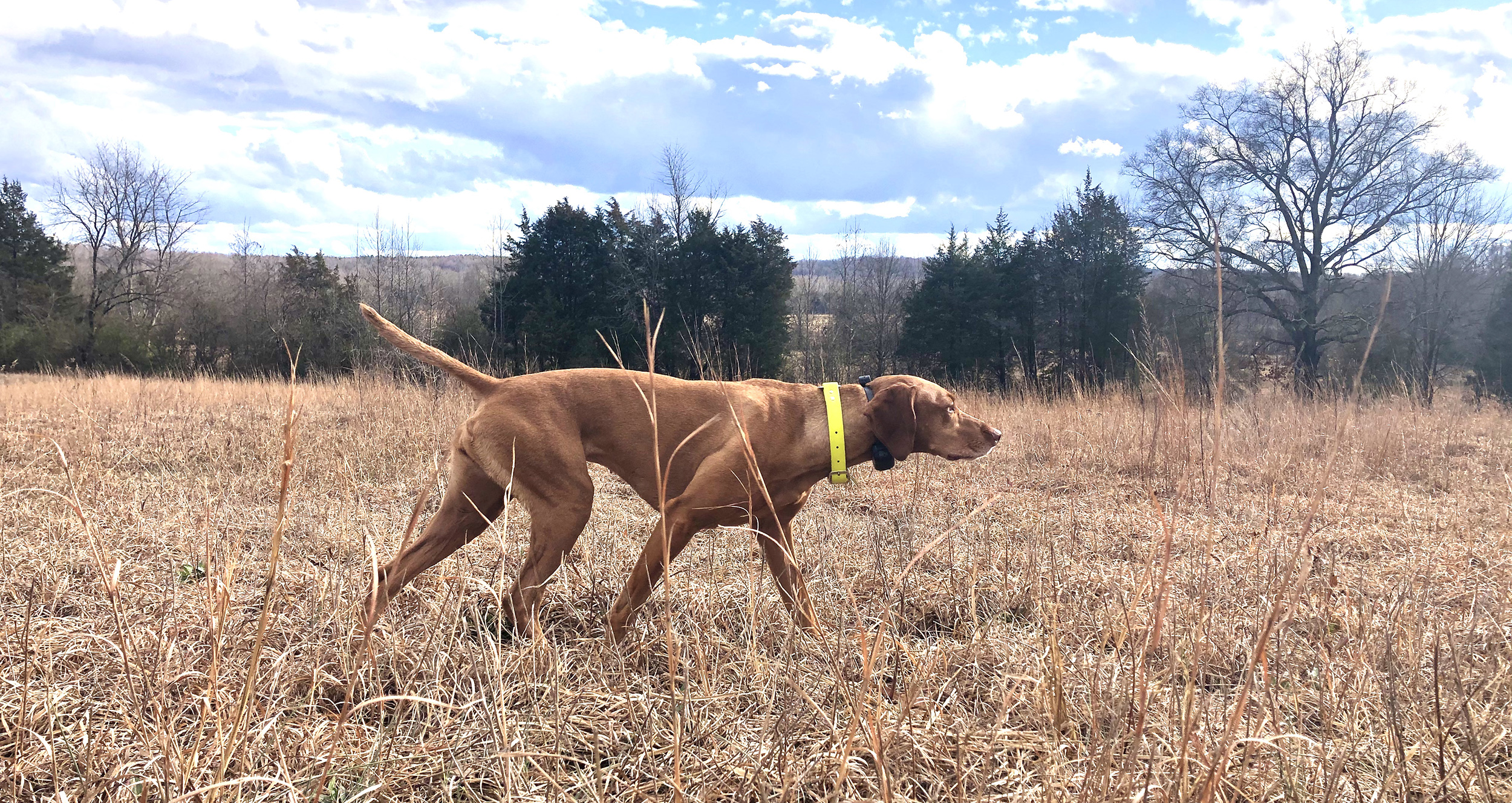 How to Find a Place to Train Your Bird Dog