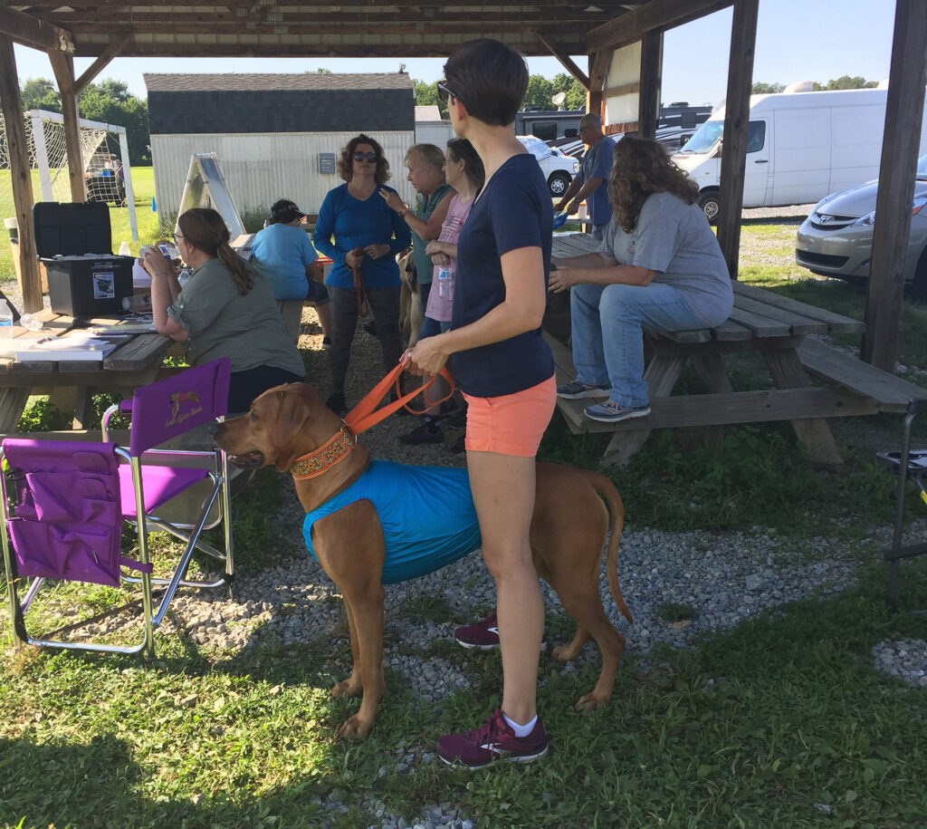 AKC Fast CAT Events The Accidental Bird Dog