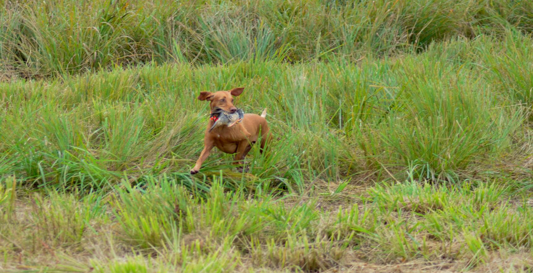 Zara retrieving