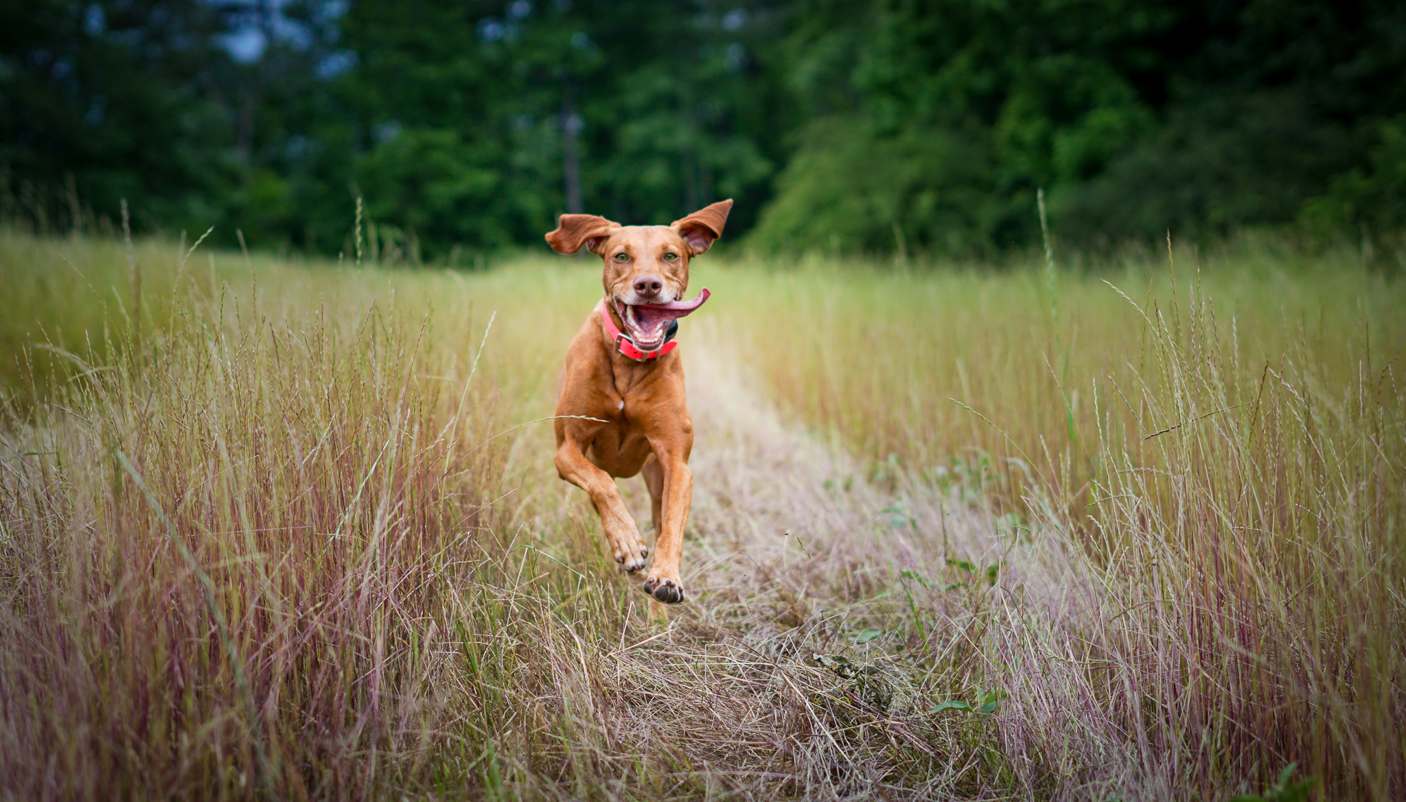 Zara running