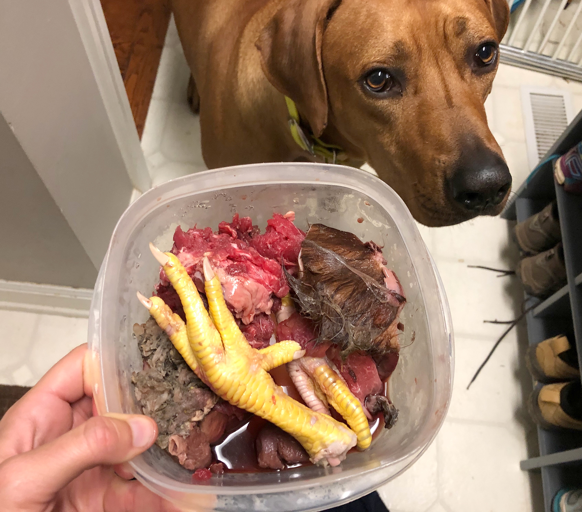 how much should a puppy eat raw food