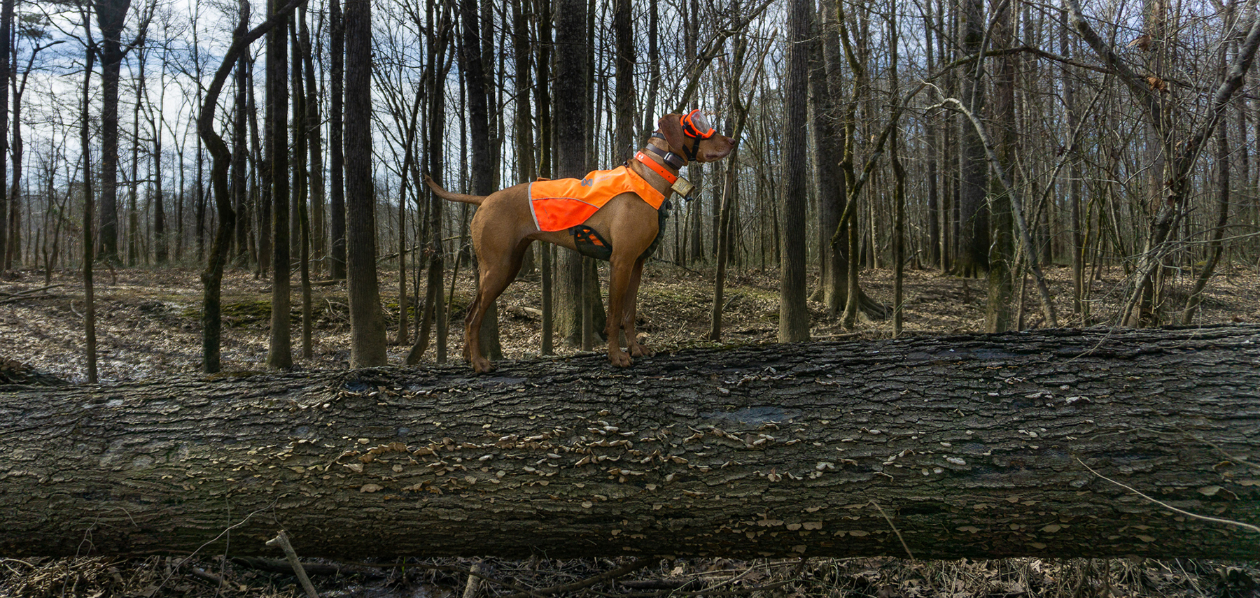 Zara stands on a log while hunting woodcock