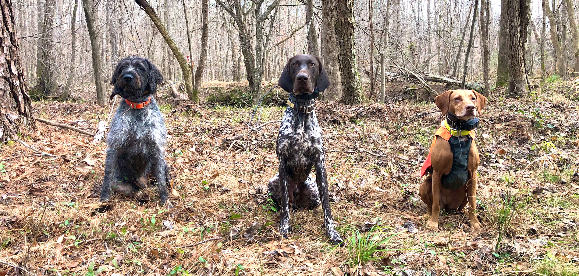 Gus the GWP, Aries the DK, and Zara the vizsla