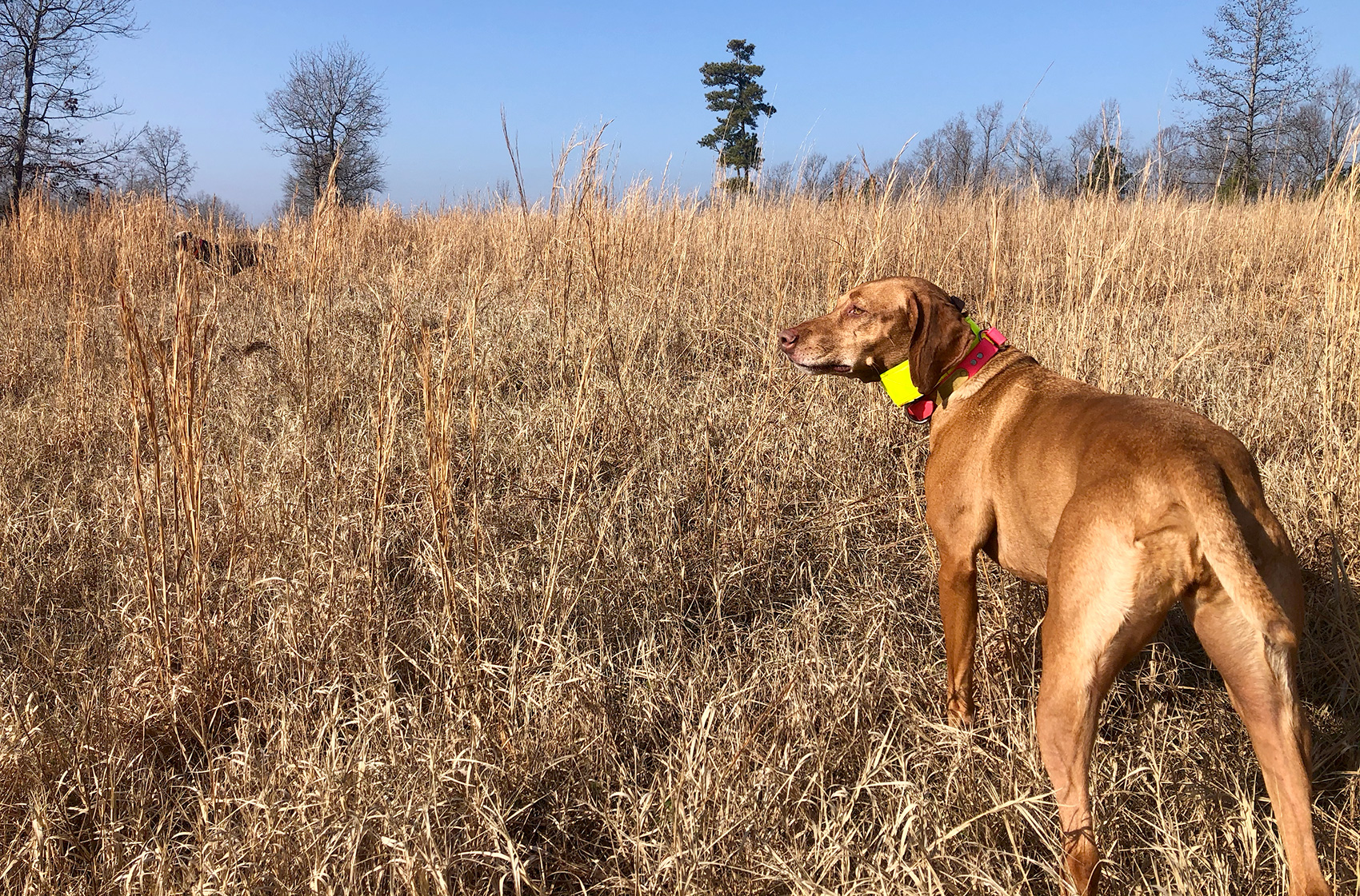 Zara honors a weimaraner