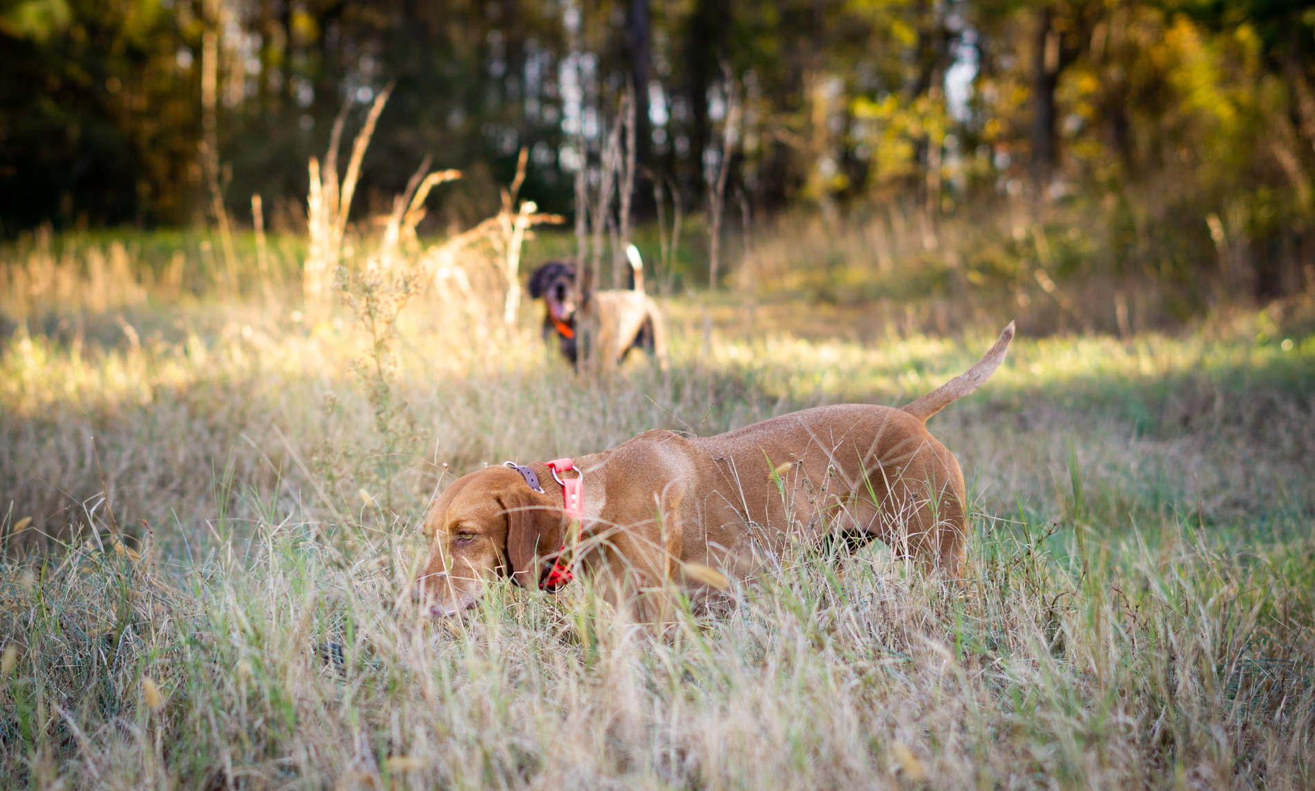 Wes the GSP backs Zara