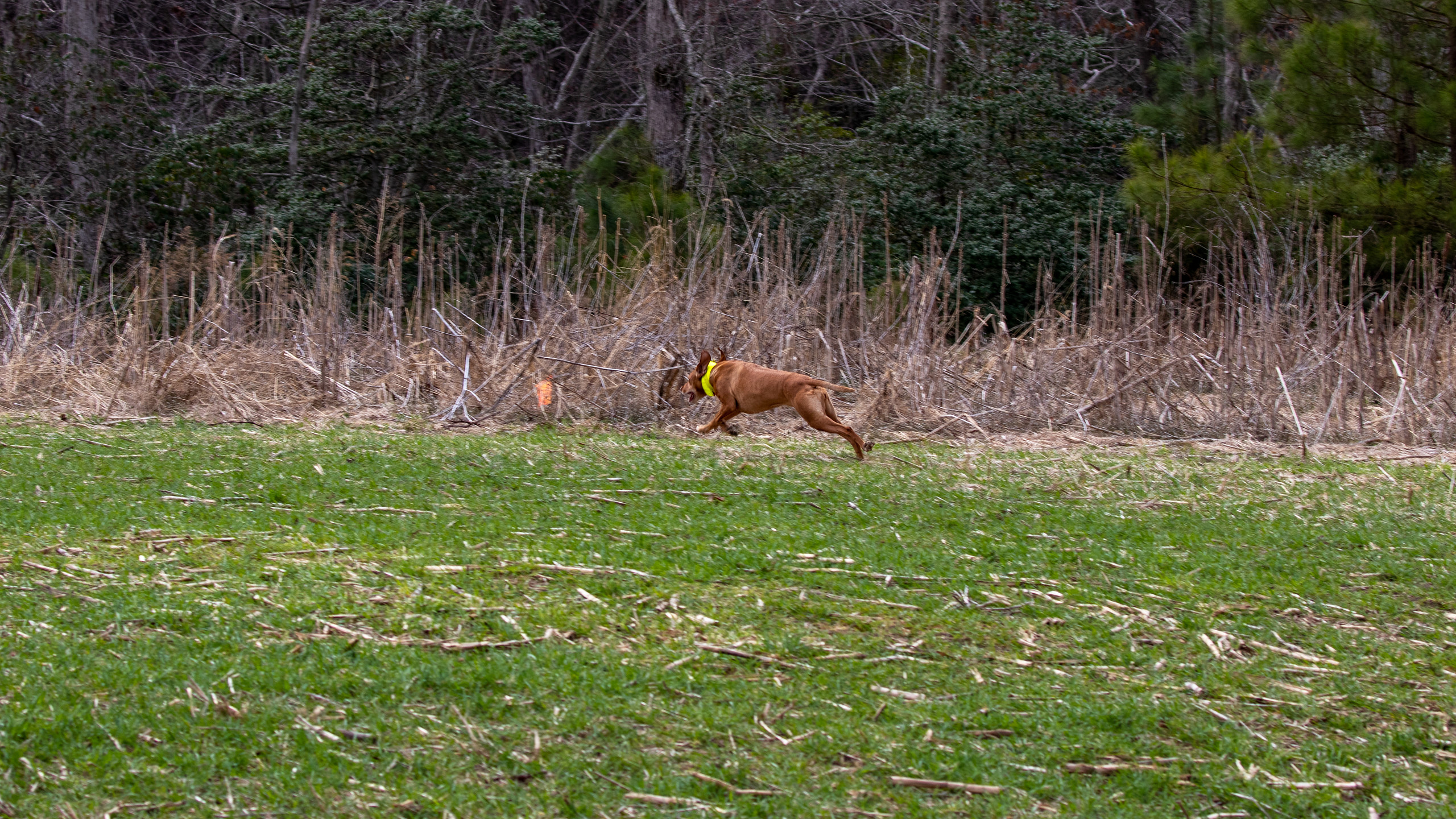 Zara on the breakaway