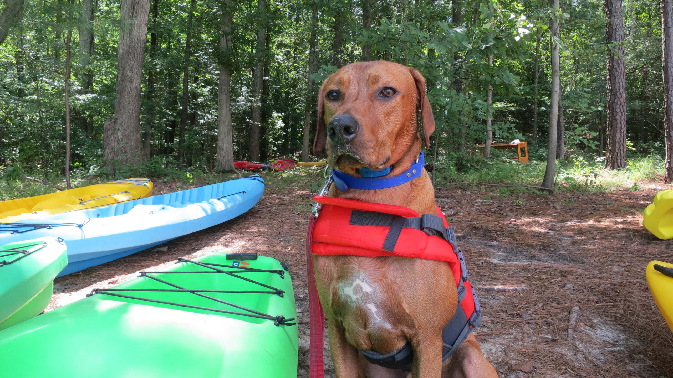 Colombo's life jacket