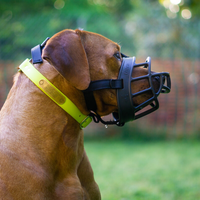 Colombo wears his muzzle