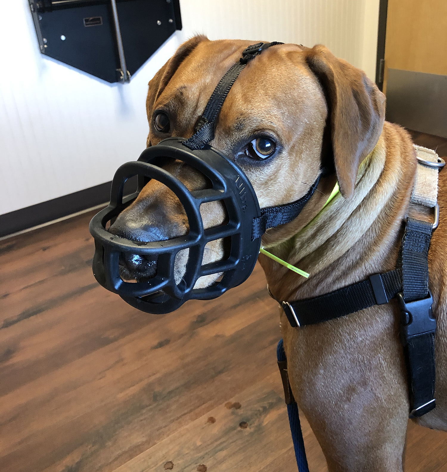 Colombo wears his muzzle at the vet