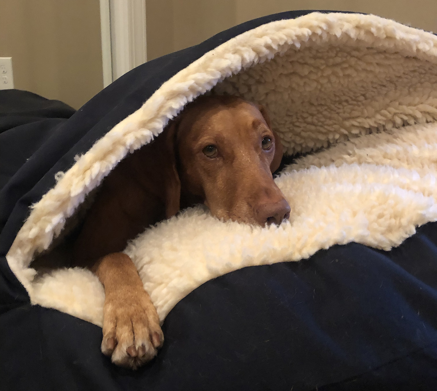 Zara in the cozy cave