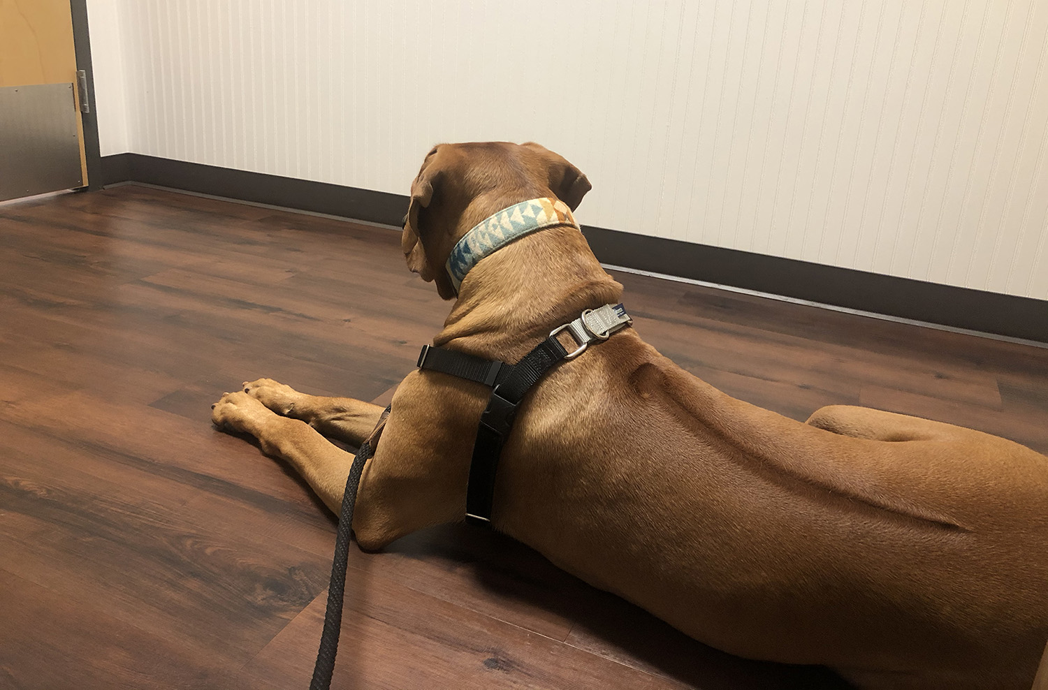 Colombo waits at the vet office