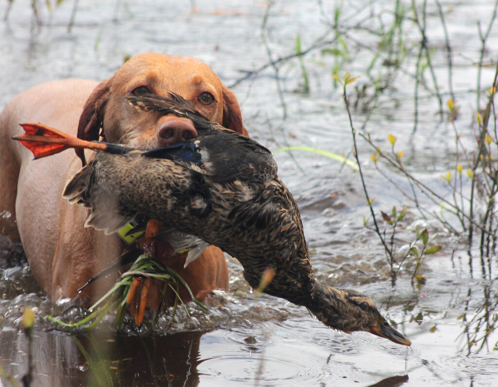 Zara retrieves a duck during duck search training