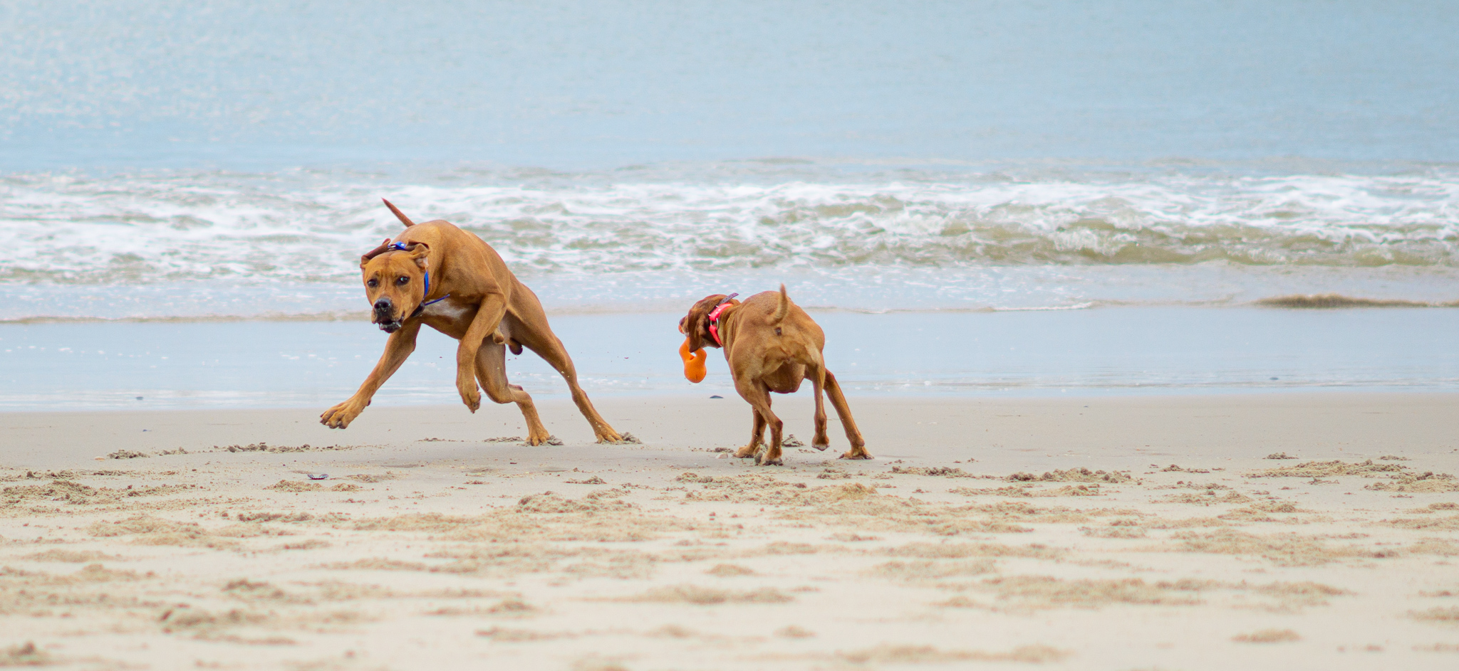 Zara chases Colombo