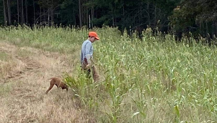 Flushing a bird in a field trial