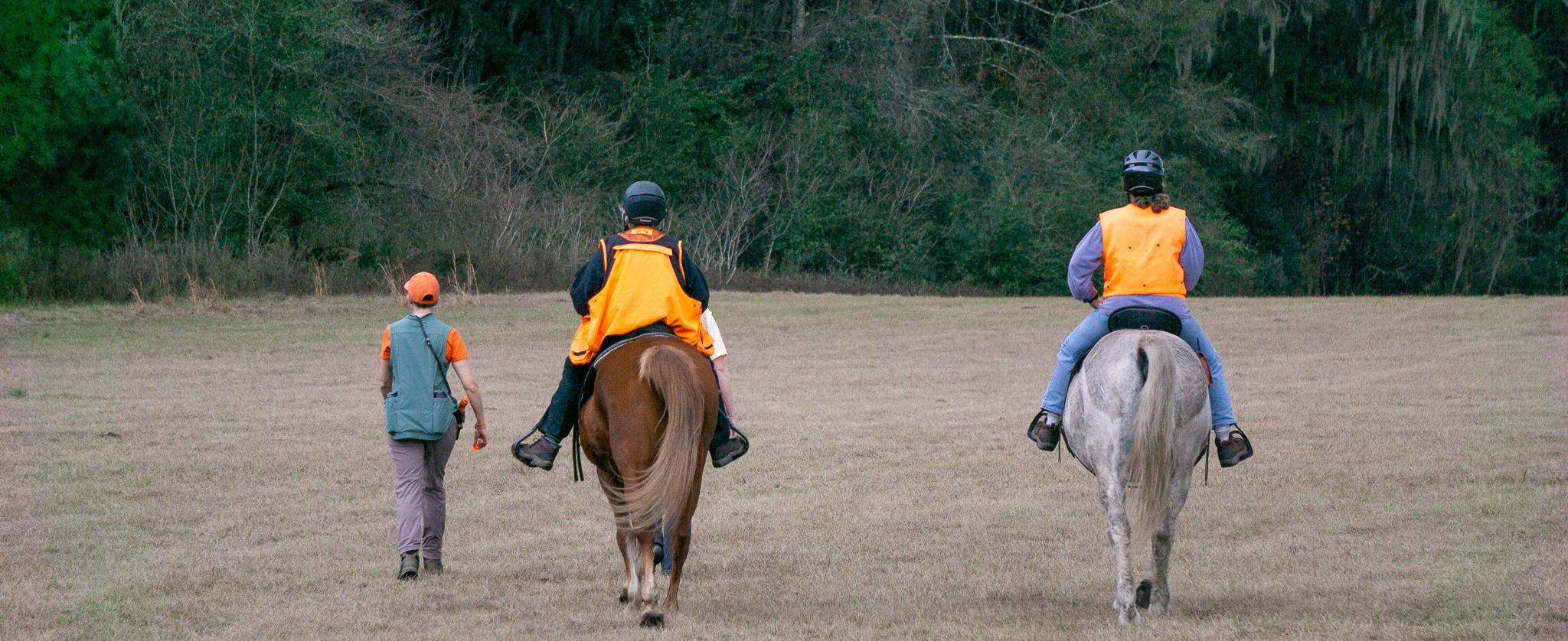 walking in horseback field trial