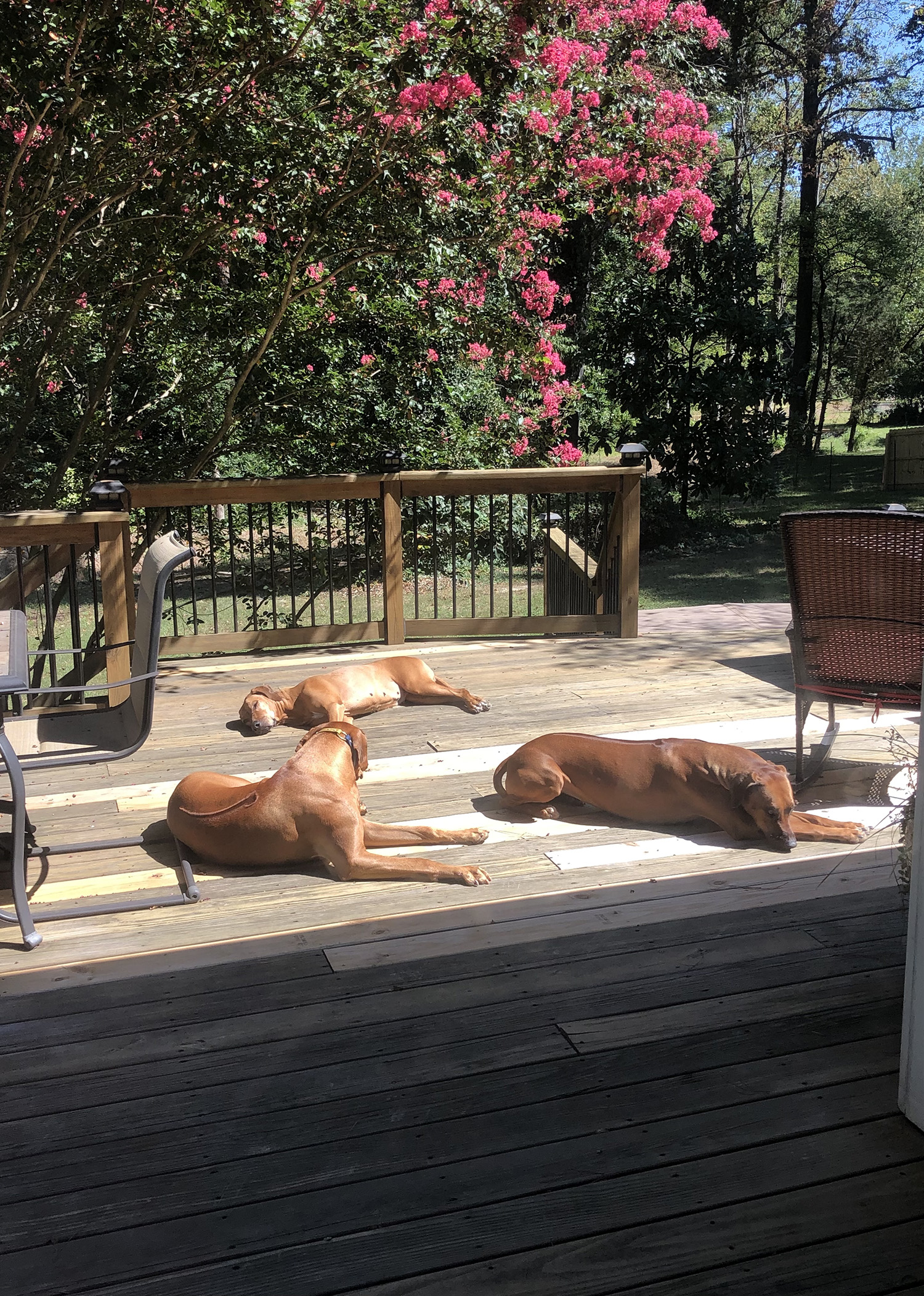 sunbathing Rhodesian ridgebacks