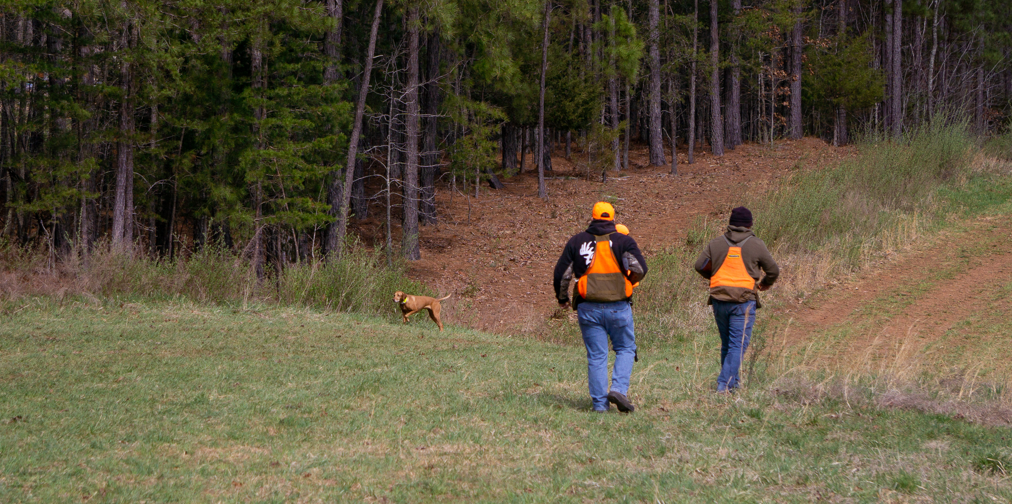 AKC field trial