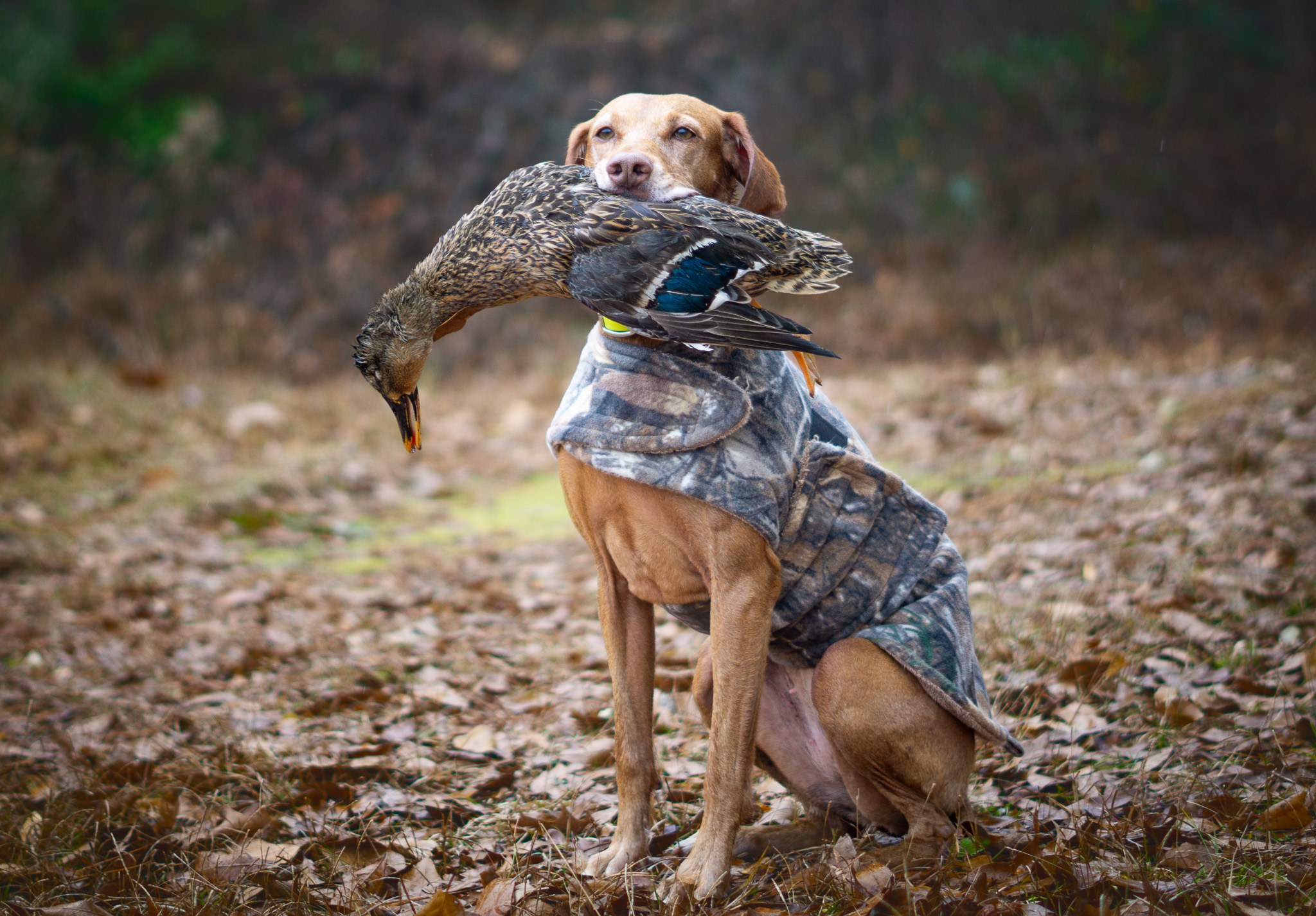 Waterfowl 2025 dog gear