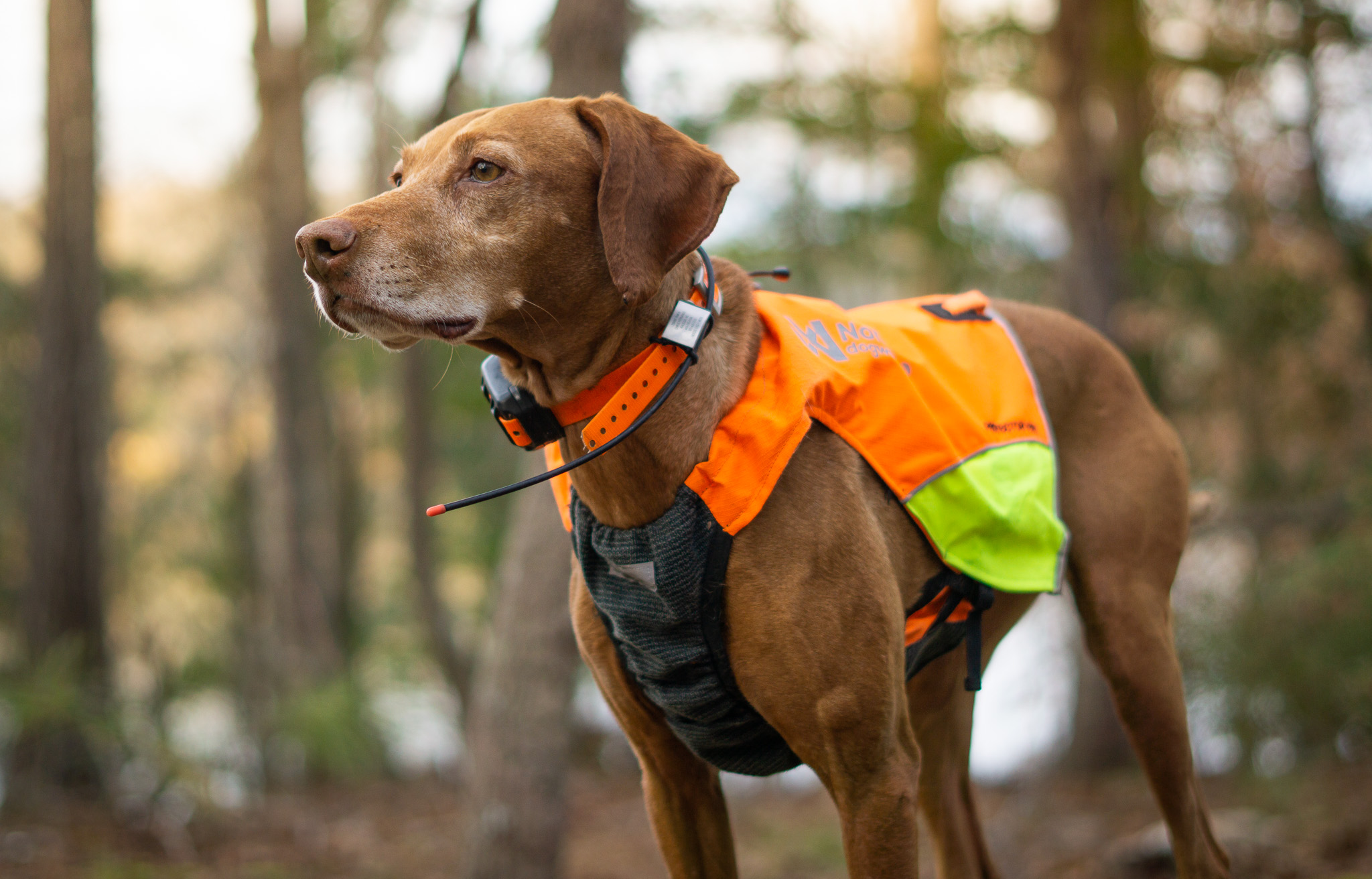 Protective Clothing & Gear for Hunting Dogs