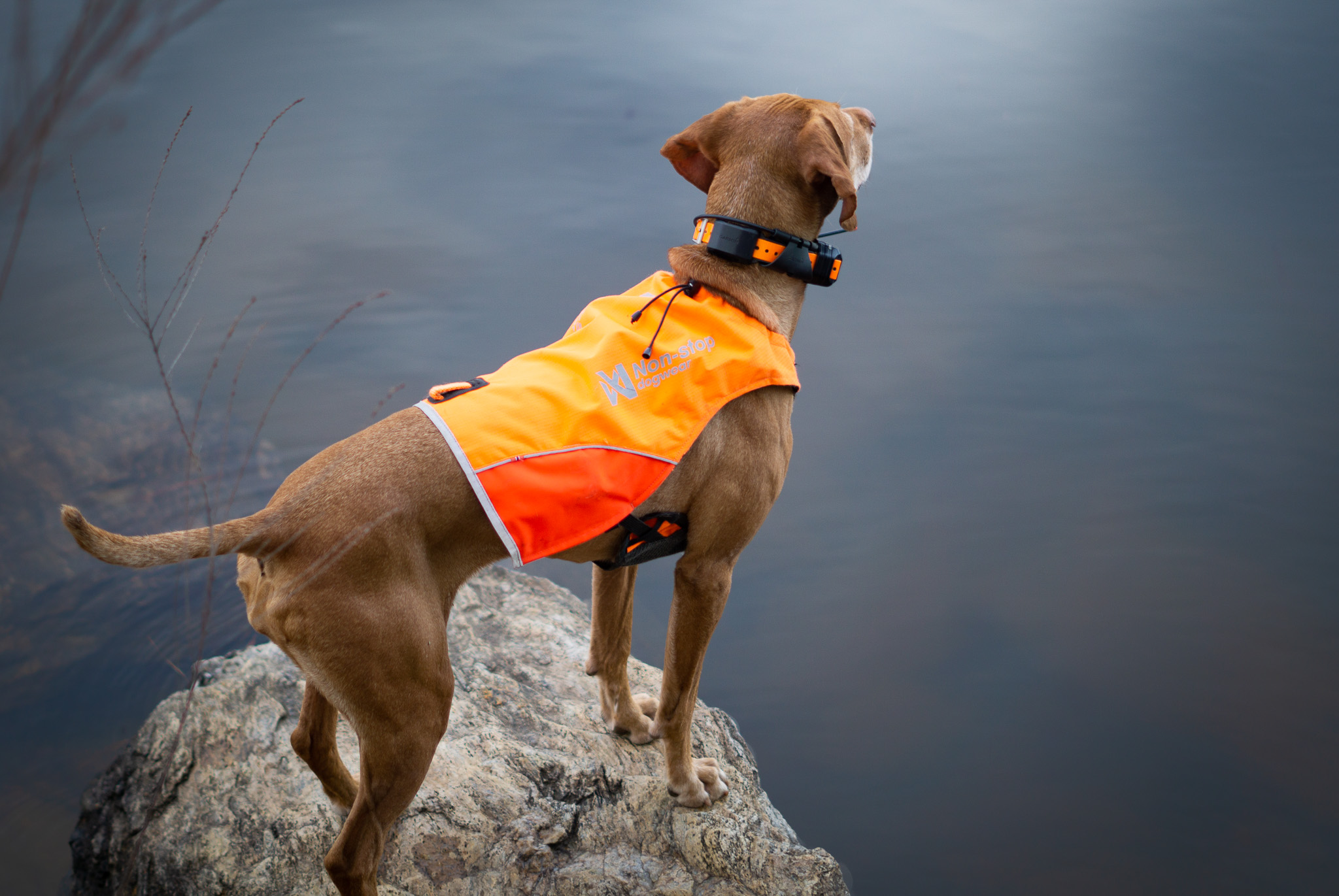 labrador retriever hunting vest