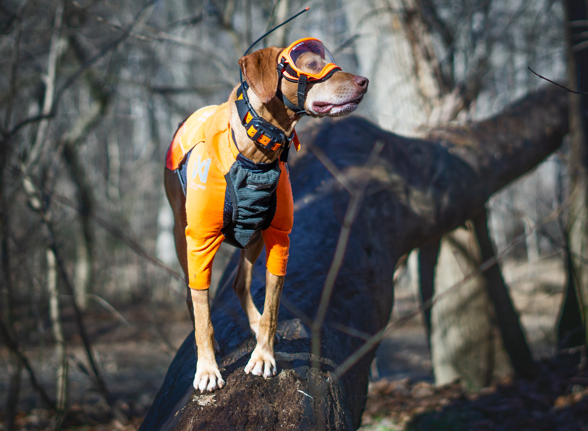 Protective dog 2025 vest for hunting