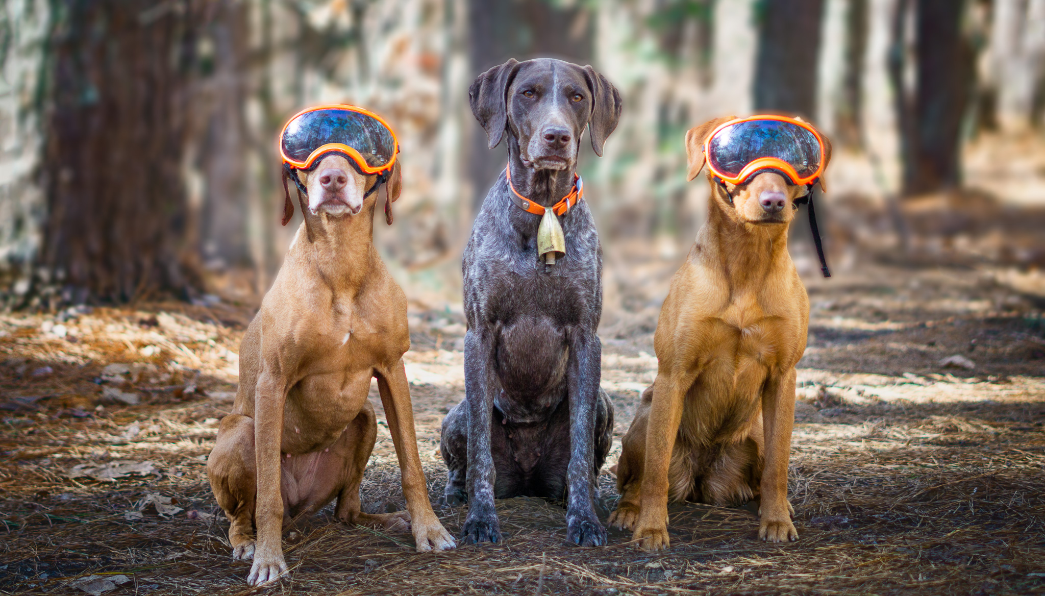 Eye protection for hunting dogs