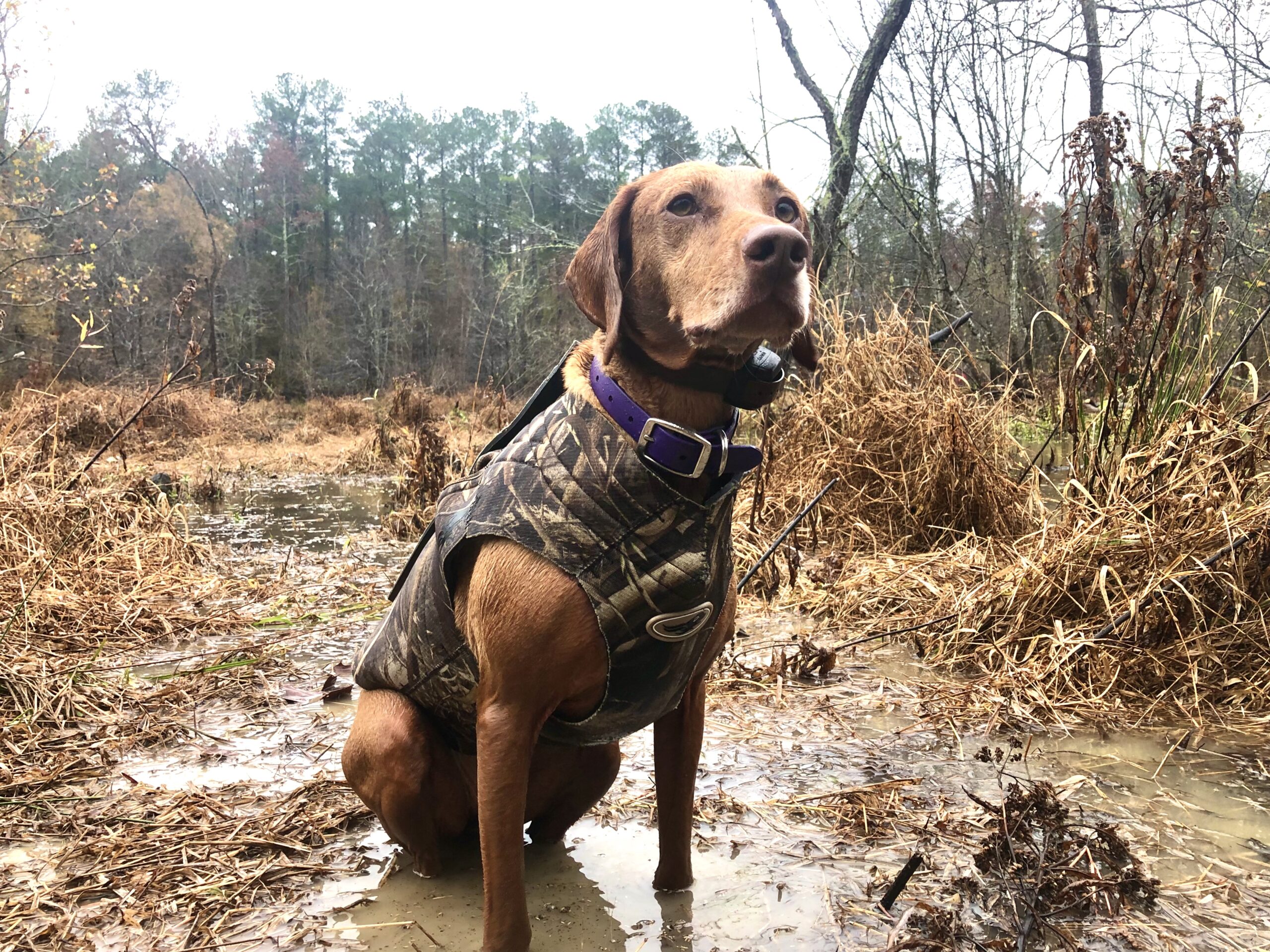 Hunting on sale dog apparel