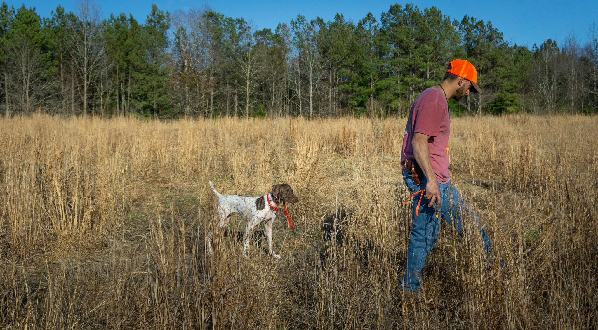 How to Start Training for Hunt Tests/Field Trials With Your Bird Dog ...