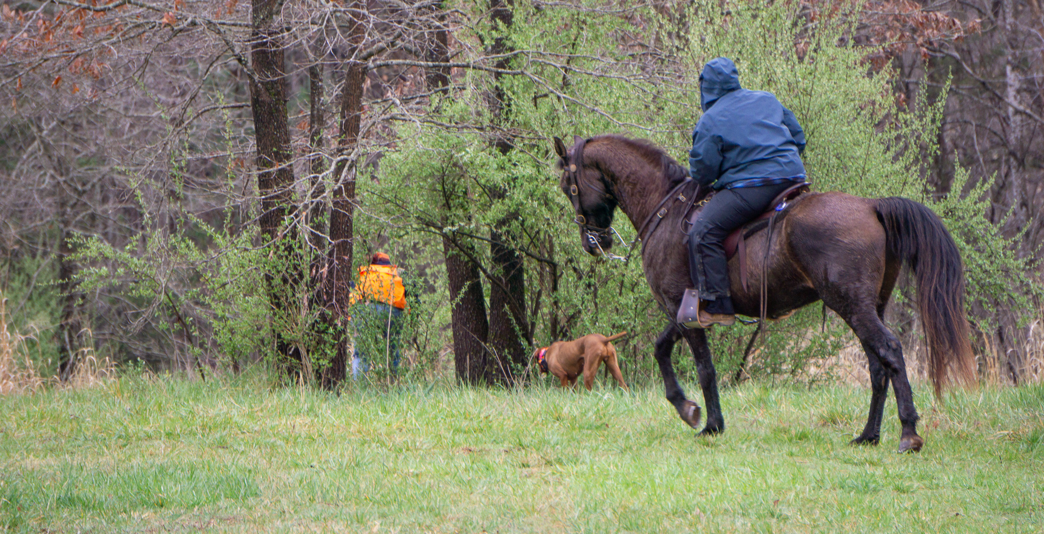 Flushing a bird at a field trial