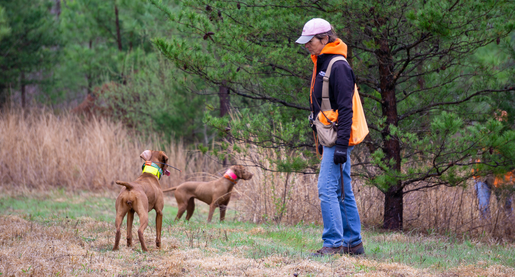 How to Start Training for Hunt Tests/Field Trials With Your Bird Dog