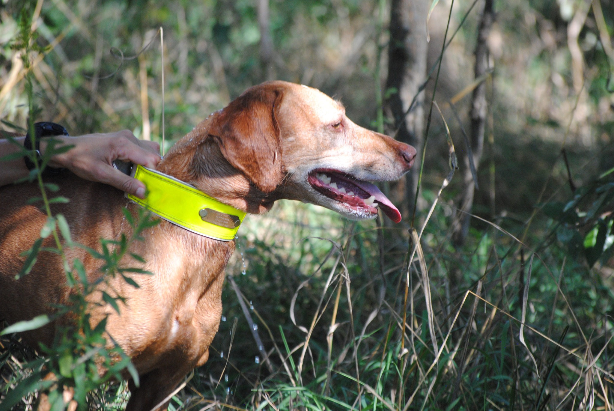 Zara wanting to hunt birds instead of waiting in the field at the NAVHDA Invitational.