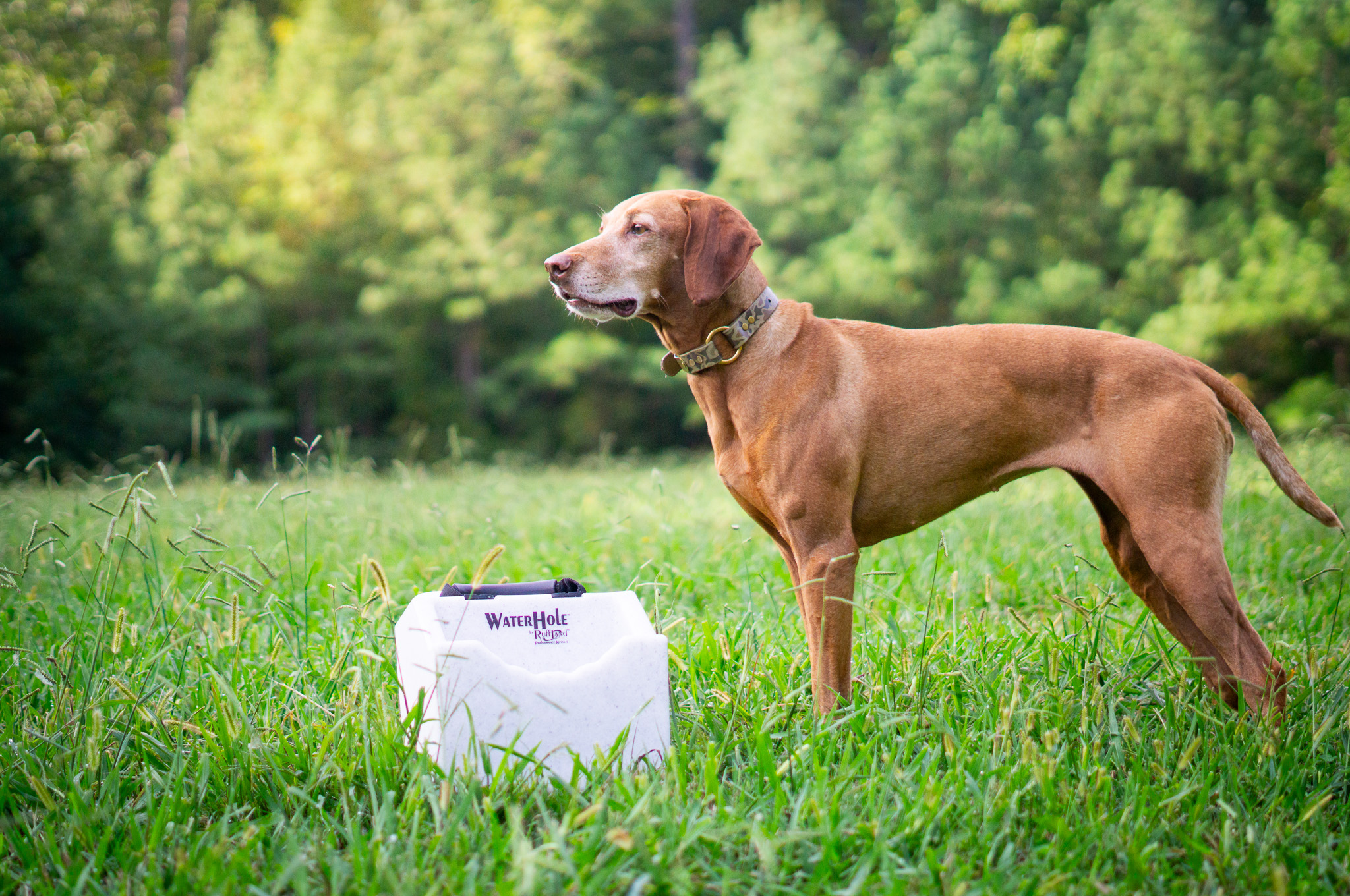 Zara poses with the Ruffland Water Hole water dish