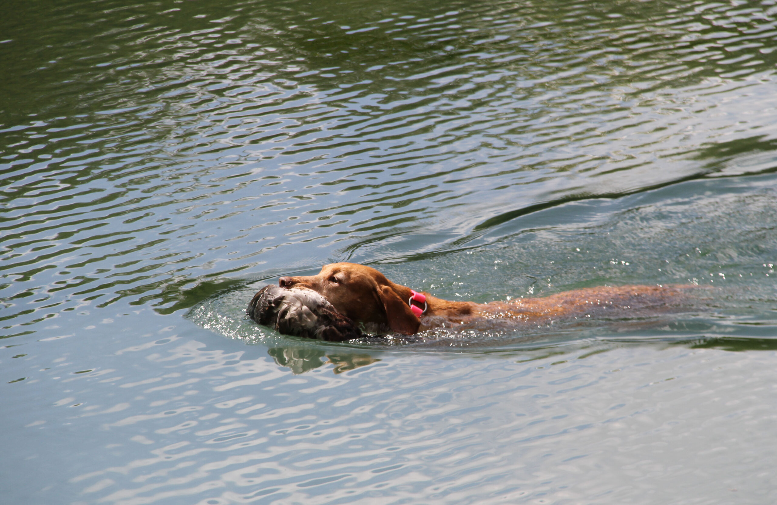 Zara returns with the duck from the blind retrieve at the NAVHDA Invitational.