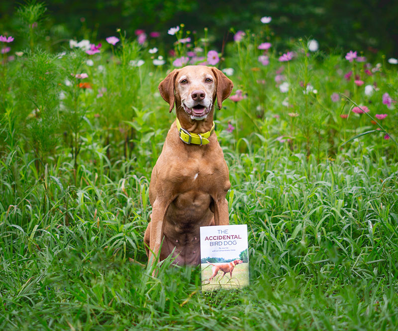 Zara with The Accidental Bird Dog memoir